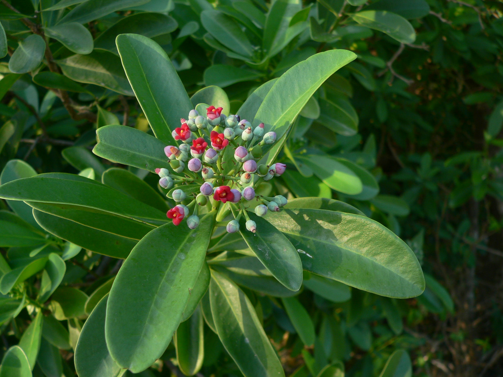 Представитель Семейства Canellaceae